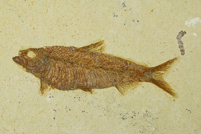 Fossil Fish (Knightia) - Wyoming #295577